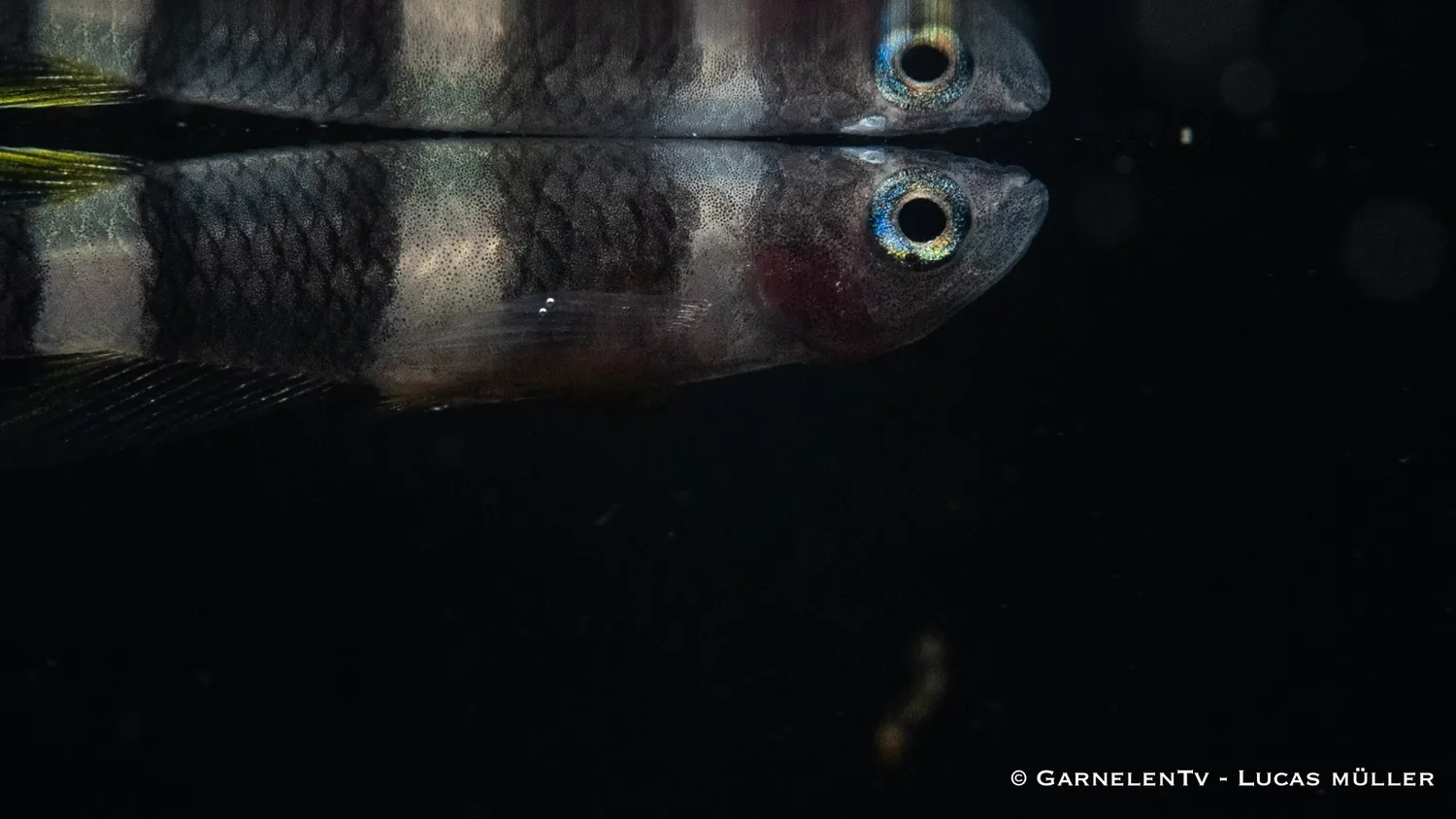 Garnelen TV Ringelhechtling Epiplatys annulatus killifisk