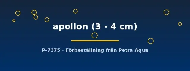 Näsets Ciklidhobby Betta apollon kampfisk 3–4 cm vildform