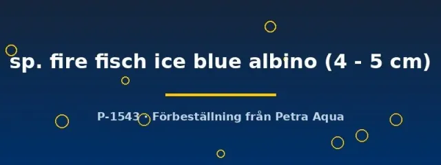 Näsets Ciklidhobby Aulonocara fire fisch ice blue albino 4–5 cm