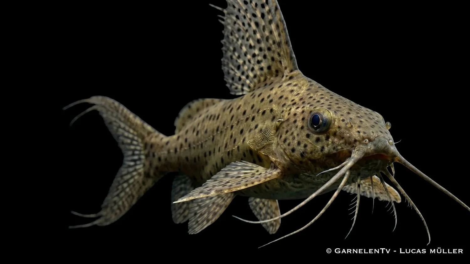Garnelen TV Synodontis eupterus fiederbartmal