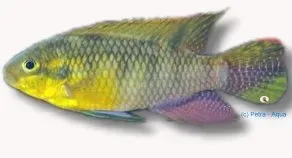 Pelvicachromis subocelatus ciklid 4 cm violet