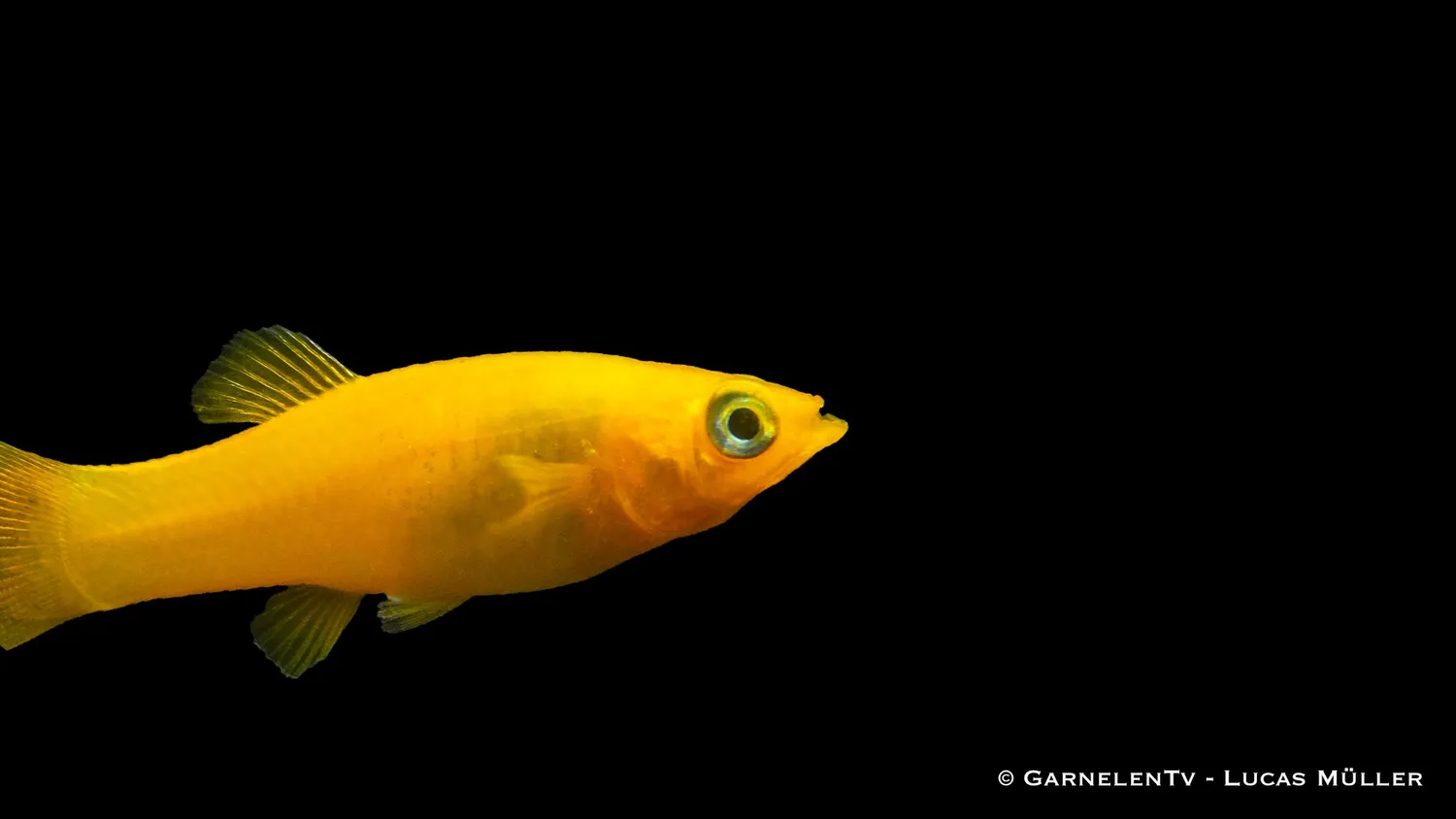 Garnelen TV Gold Molly Poecilia sphenops akvariefisk gul