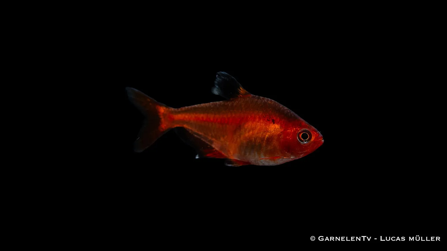Garnelen TV blodsalmler extra röd stimfisk Hyphessobrycon