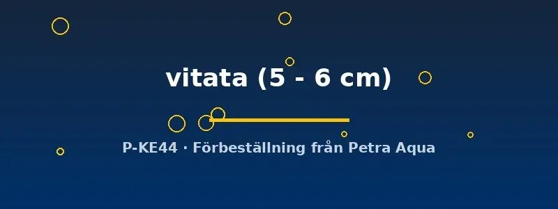 Näsets Ciklidhobby L015 Peckoltia vitata 5–6 cm mal