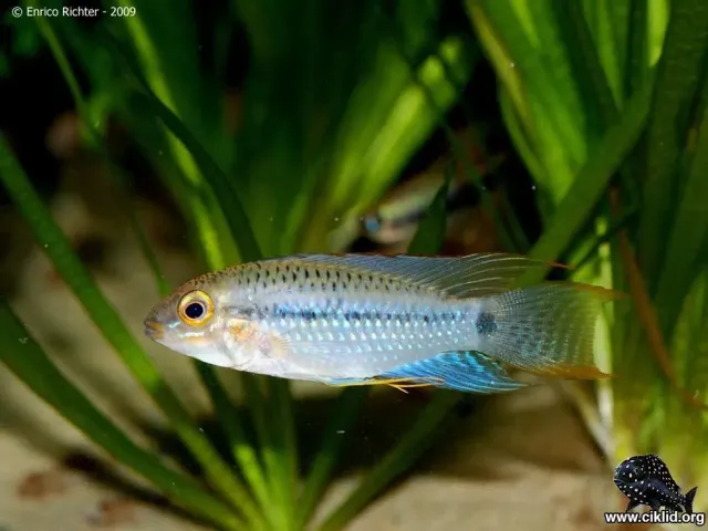 Apistogramma steindachneri dvärgciklid 3–4 cm