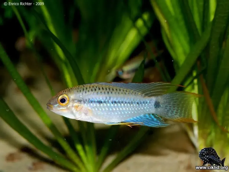 Apistogramma steindachneri dvärgciklid 3–4 cm
