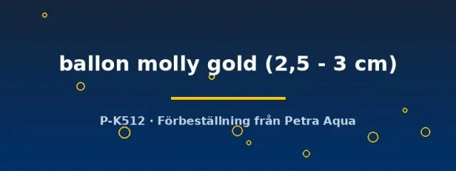 Näsets Ciklidhobby Poecilia latipinna ballon molly gold fisk 2,5–3 cm