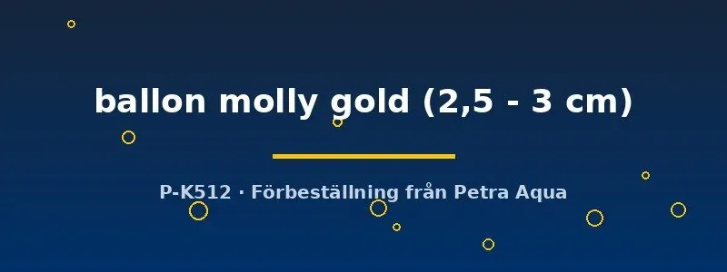 Näsets Ciklidhobby Poecilia latipinna ballon molly gold fisk 2,5–3 cm