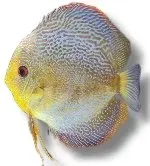 Näsets Ciklidhobby Discus Blue Snake Skin diskus 10–12,5 cm