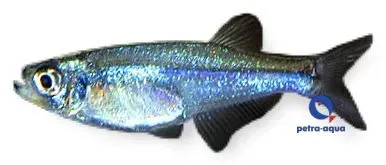 Näsets Ciklidhobby Tyttocharax sp. akvariefisk 1,5–2 cm stim