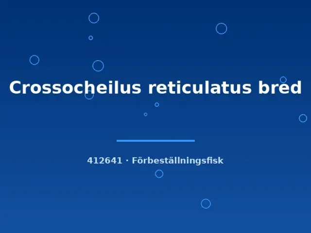Näsets Ciklidhobby Crossocheilus reticulatus algätare 2–3 cm