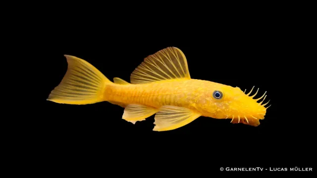 Garnelen TV L144 Ancistrus antennmal gyllene algätare