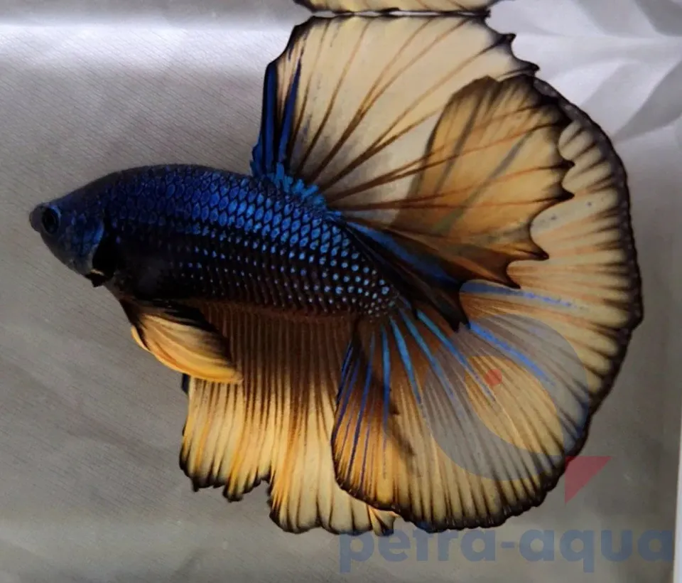 Näsets Ciklidhobby Betta spl SuperDelta mustard kampfisk XL hane