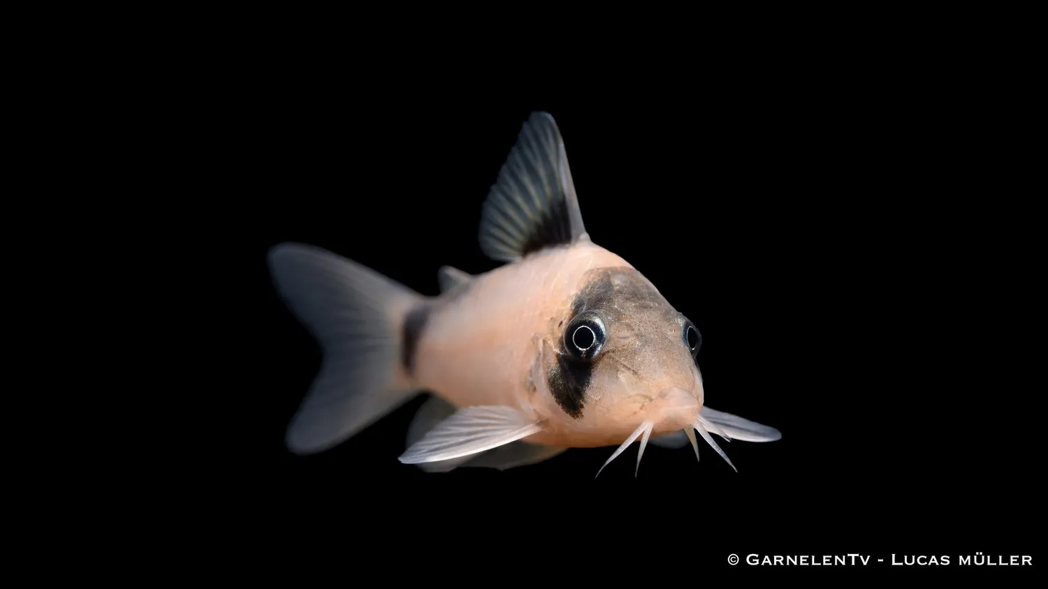 Garnelen TV Olga pansarmal Corydoras simulatus