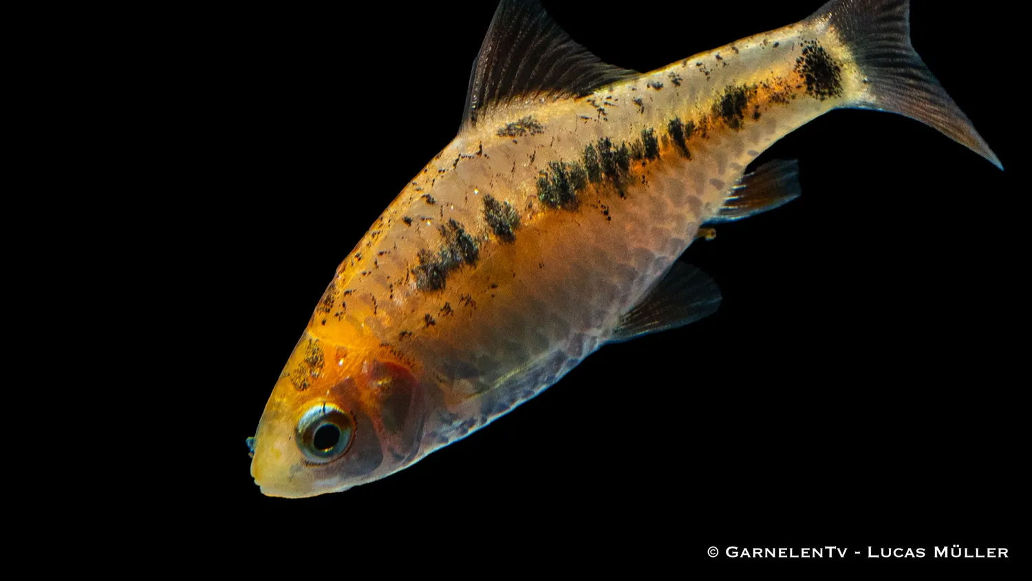Garnelen TV Brokatbarbe XL akvariefisk DNZ stimfisk