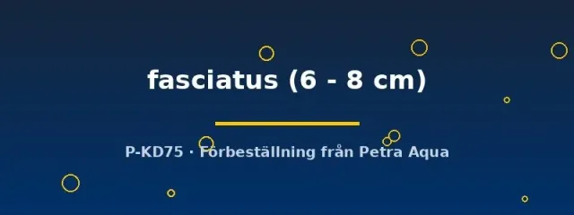 Näsets Ciklidhobby Metynnis fasciatus 6–8 cm stimfisk förbeställning