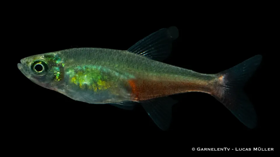 Garnelen TV Rubinsalmler stimfisk Aphyocharax