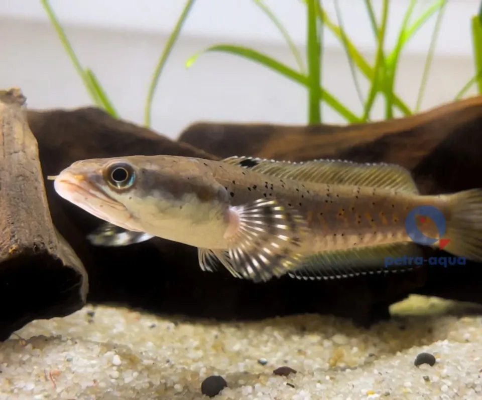 Channa pulchra ormfisk Red Spotted 7–10 cm