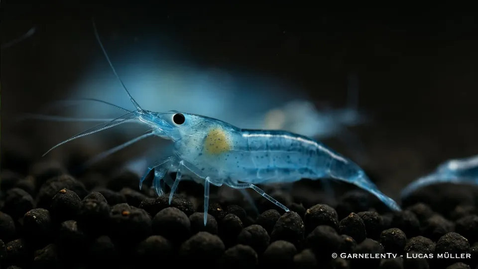 Garnelen TV Blue Jelly räkor Neocaridina davidi pastellblå