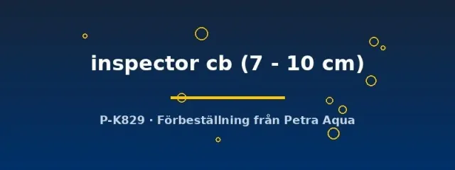 Näsets L201 Hypancistrus inspector mal 7–10 cm odlad