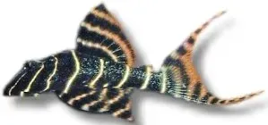 Näsets Ciklidhobby L 204 pansarmal 7–10 cm träätande
