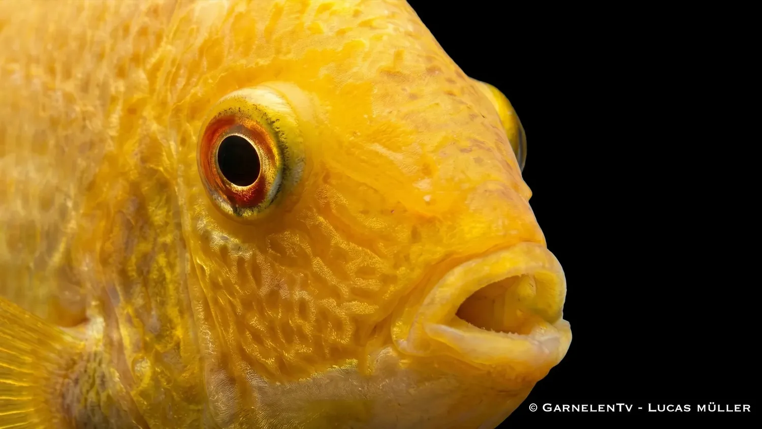 Garnelen TV Heros severum Gold ciklid guldgul