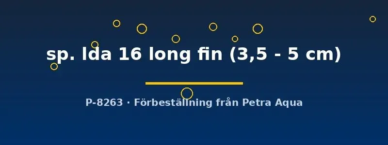 Ancistrus LDA16 Long Fin mal 3,5-5 cm