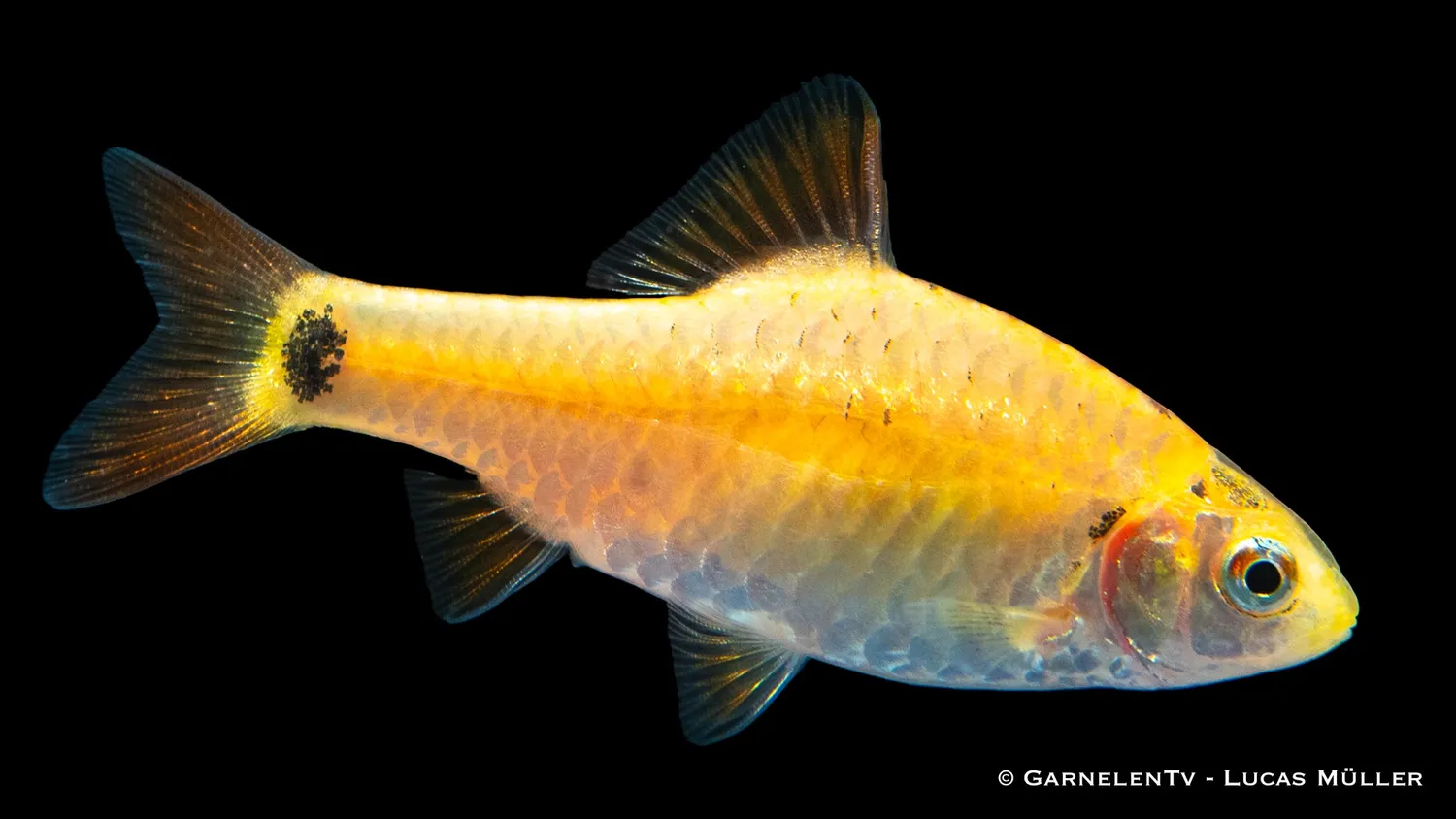 Garnelen TV brokatbarb barbodes semifasciolatus stimfisk