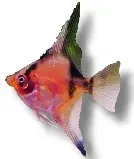 Näsets Ciklidhobby Red skalar 2,5–3 cm röd