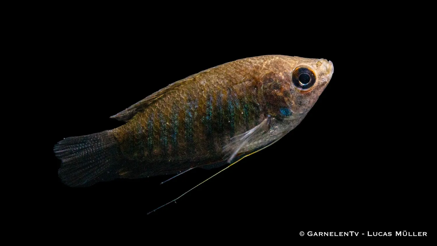 Garnelen TV Trichopodus fasciata akvariefisk randig gurami