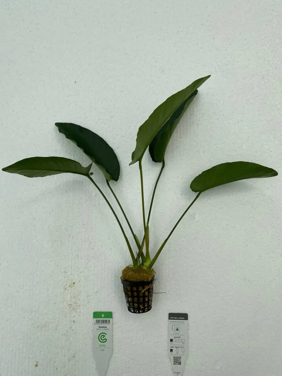 Näsets Ciklidhobby Anubias barteri akvarieväxt Easy XXL