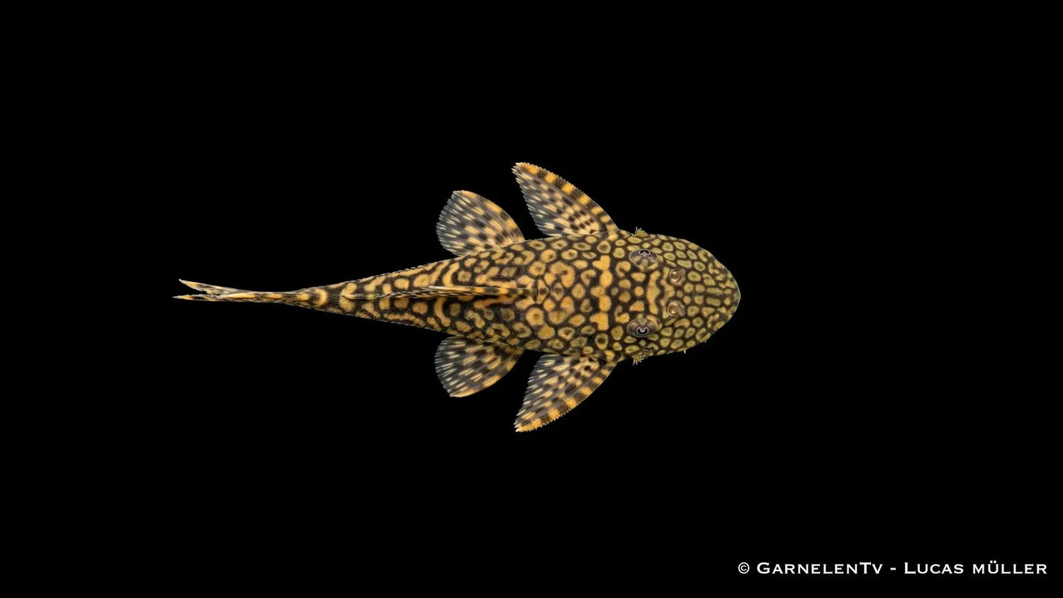 Garnelen TV L089 Honeycomb ancistrus mal algätare