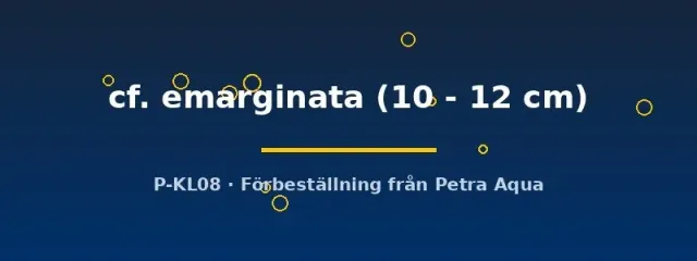 L116 Squaliforma cf. emarginata L-mal 10–12 cm
