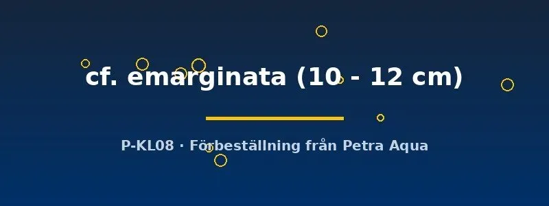 L116 Squaliforma cf. emarginata L-mal 10–12 cm