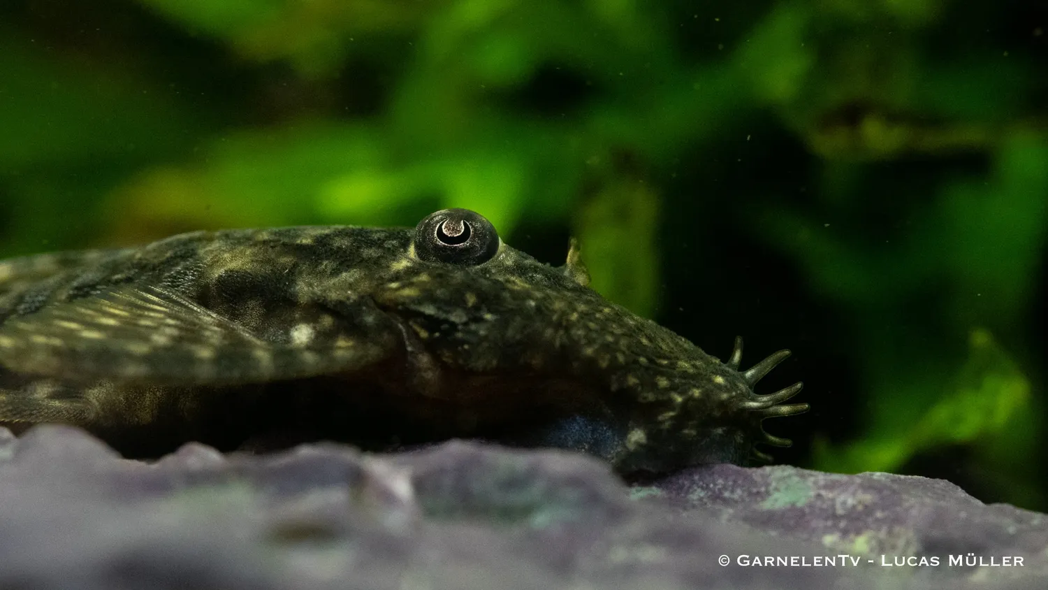 Garnelen TV Antennmal Ancistrus sp. akvariefisk