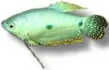 Näsets Ciklidhobby Blue Gourami akvariefisk 5–7 cm blå