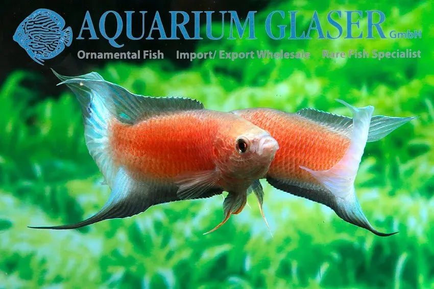 Näsets Ciklidhobby Paradisfisk Red Flame Blue Fin akvariefisk 3,5–4 cm