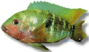 Aequidens tetramerus pishuna ciklid XL stor