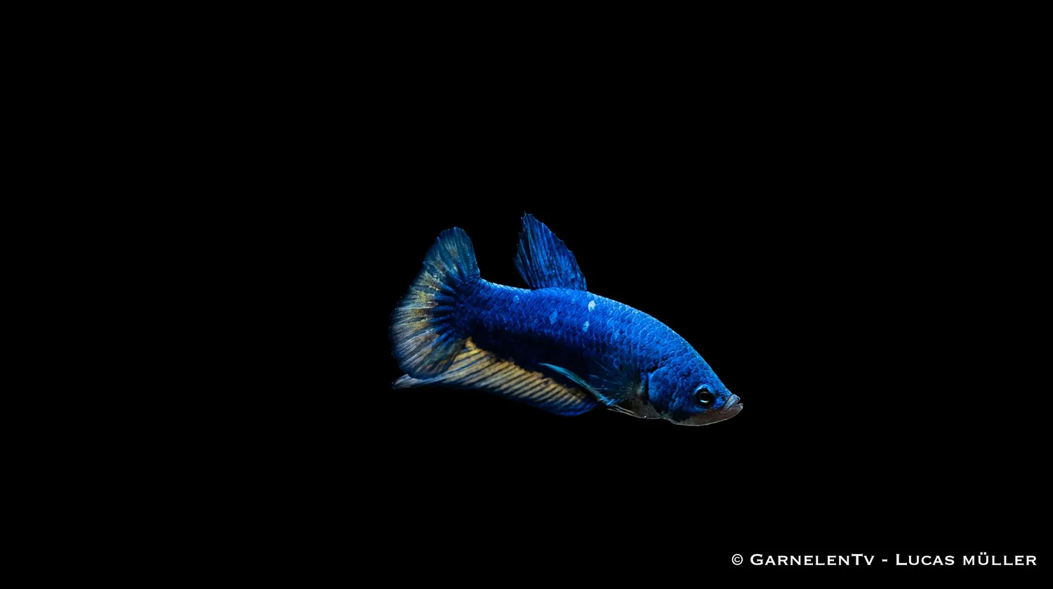 Garnelen TV Betta splendens Plakat kampfisk hane kortfenad