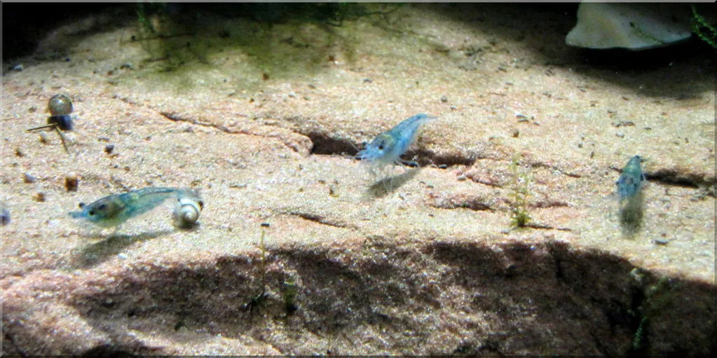 Garnelen TV Blue Jelly räkor Neocaridina davidi pastellblå