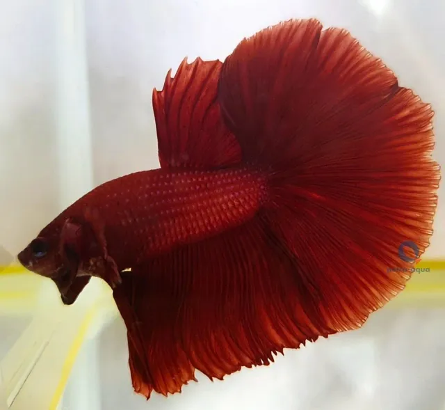 Näsets Ciklidhobby Betta halfmoon red kampfisk XL