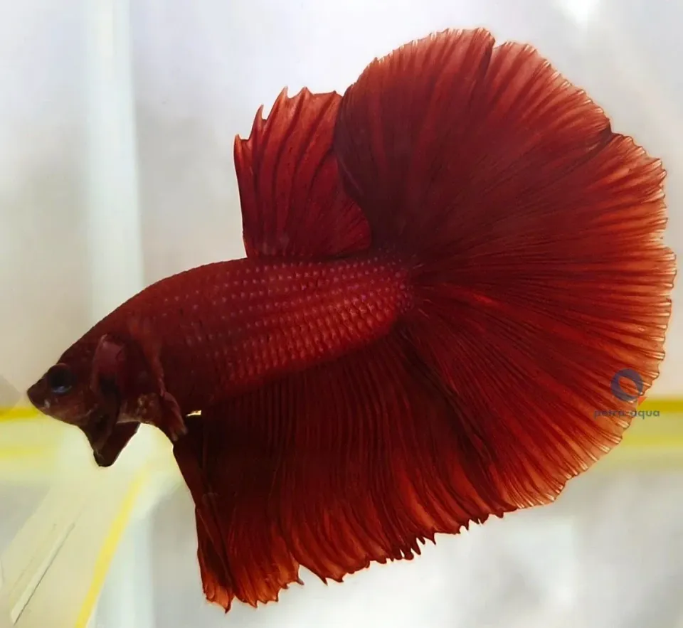 Näsets Ciklidhobby Betta halfmoon red kampfisk XL