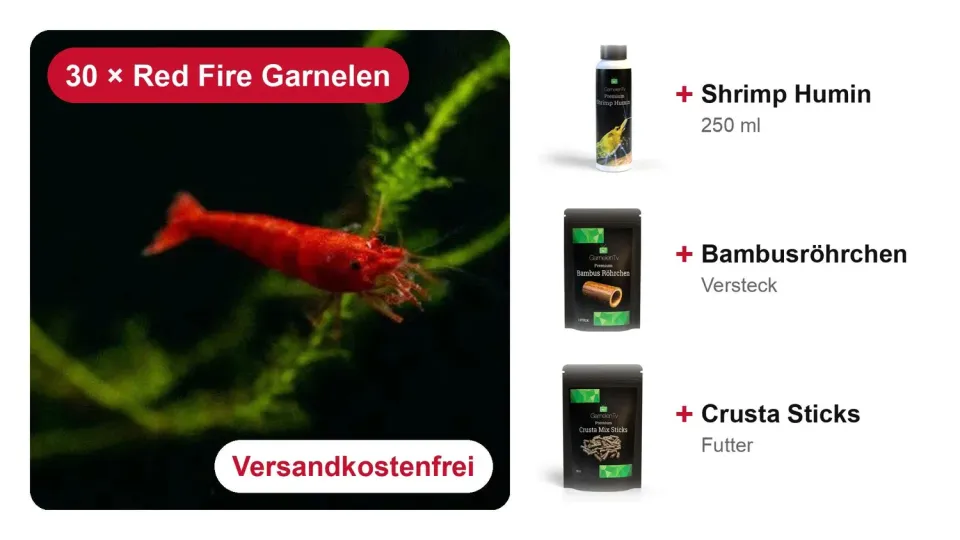 Garnelen TV Red Fire räkstartset 30 Neocaridina + tillbehör