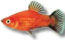 Näsets Ciklidhobby Platy Red Wagtail fisk 2–2,5 cm lättskött