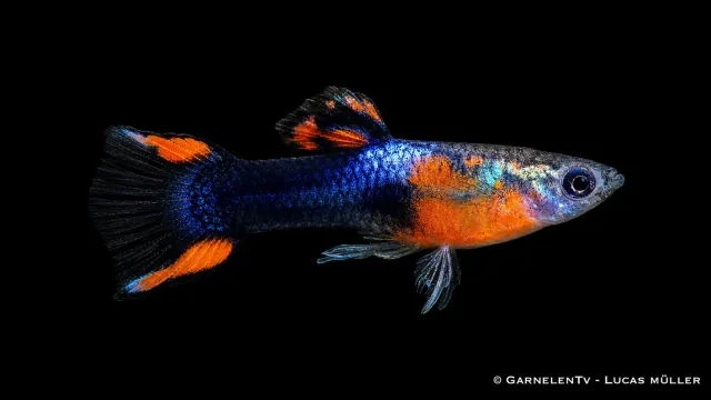 Garnelen TV Endlers guppy red chest black flame hane akvariefisk