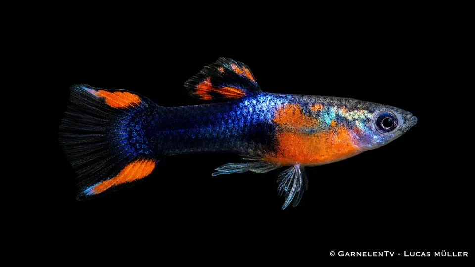 Garnelen TV Endlers guppy red chest black flame hane akvariefisk