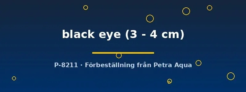 Näsets Ciklidhobby Ancistrus black eye mal 3–4 cm algätare