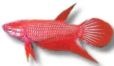 Näsets Ciklidhobby Libby Betta honmix akvariefisk 3,5–4 cm