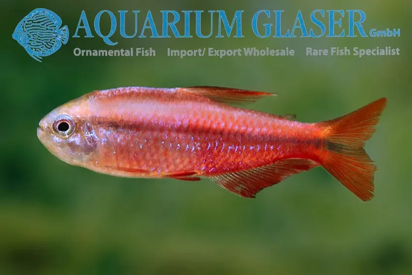 Näsets Ciklidhobby Red Devil akvariefisk md stor ciklid
