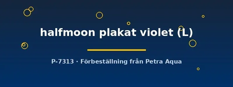 Näsets Ciklidhobby Betta halfmoon plakat kampfisk violet L